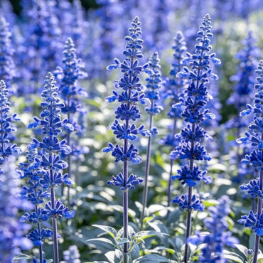 High Pole Blue Sage Seeds - Verdseeds
