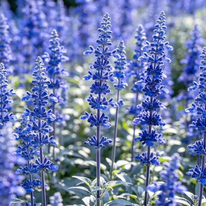 High Pole Blue Sage Seeds - Verdseeds