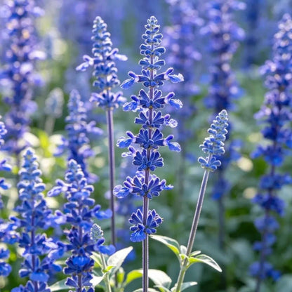 High Pole Blue Sage Seeds - Verdseeds