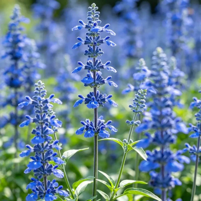 High Pole Blue Sage Seeds - Verdseeds