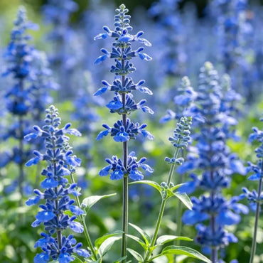 High Pole Blue Sage Seeds - Verdseeds