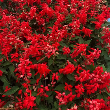 High Pole Scarlet Sage Seeds - Verdseeds