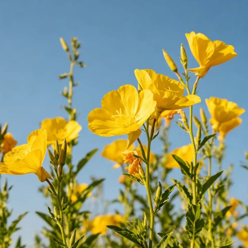 High pole yellow Evening Primrose Seeds - Verdseeds