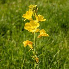 High pole yellow Evening Primrose Seeds - Verdseeds