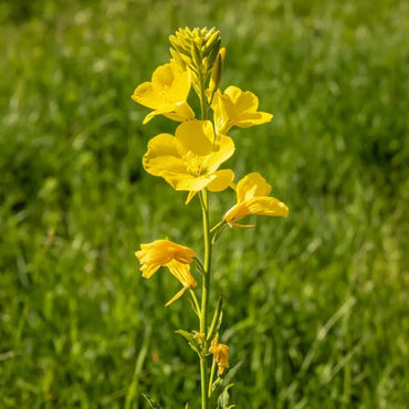High pole yellow Evening Primrose Seeds - Verdseeds