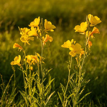 High pole yellow Evening Primrose Seeds - Verdseeds