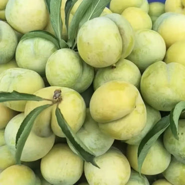 Honey Plum Seeds - Verdseeds