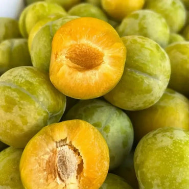 Honey Plum Seeds - Verdseeds
