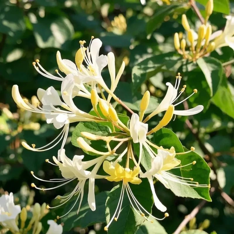 Honeysuckle Seeds - Verdseeds