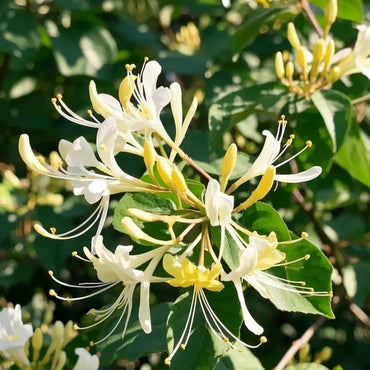 Honeysuckle Seeds - Verdseeds