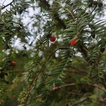 Yew Seeds