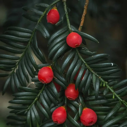 Yew Seeds