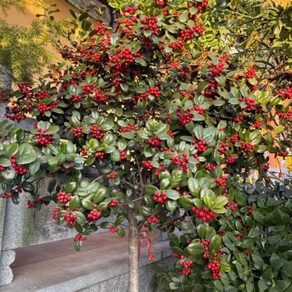 Ormosia Tree Seeds