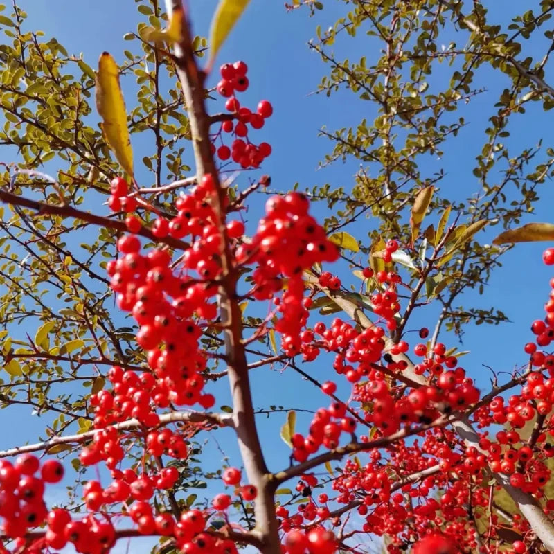 Ormosia Tree Seeds