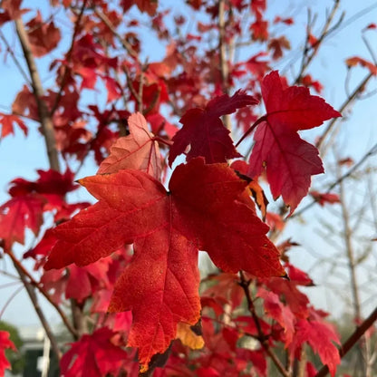 Red Maple Seeds