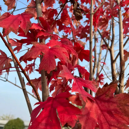 Red Maple Seeds