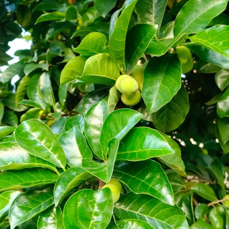 Kwai Muk Seeds
