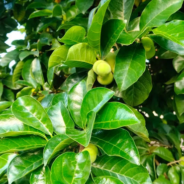 Kwai Muk Seeds
