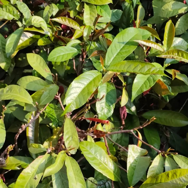 Kwai Muk Seeds