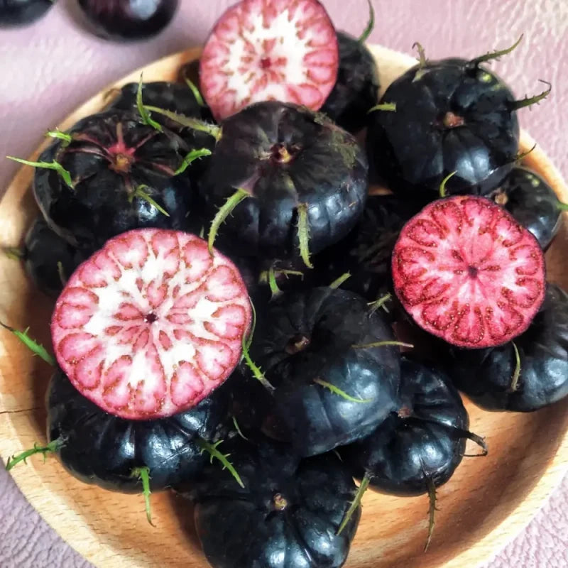 Red-Fruit Ginseng Seeds