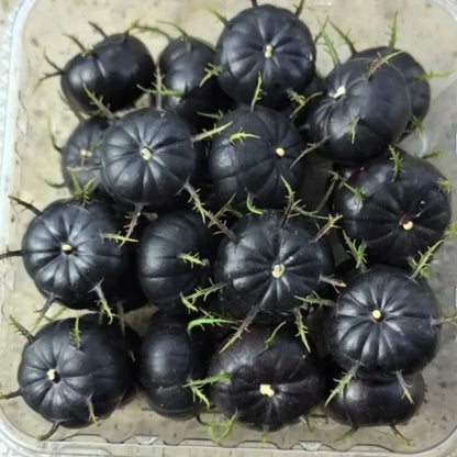 Red-Fruit Ginseng Seeds