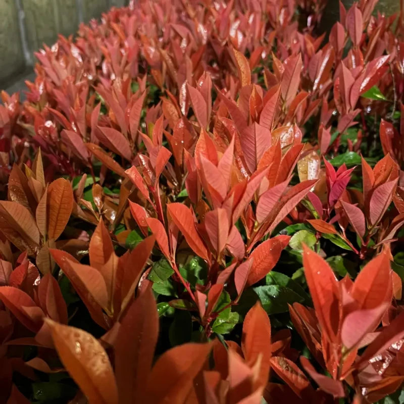 Red Robin Photinia Seeds