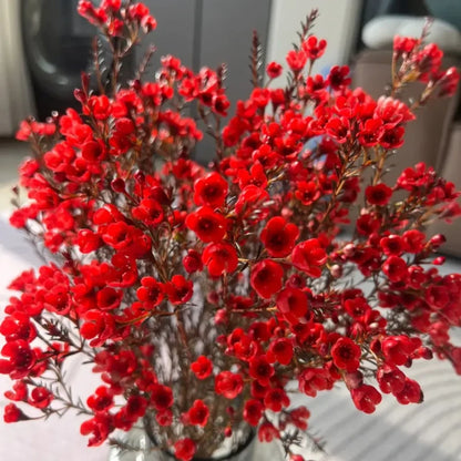Red Wintersweet Seeds