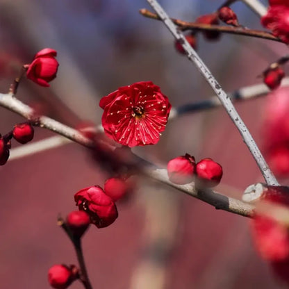 Red Wintersweet Seeds