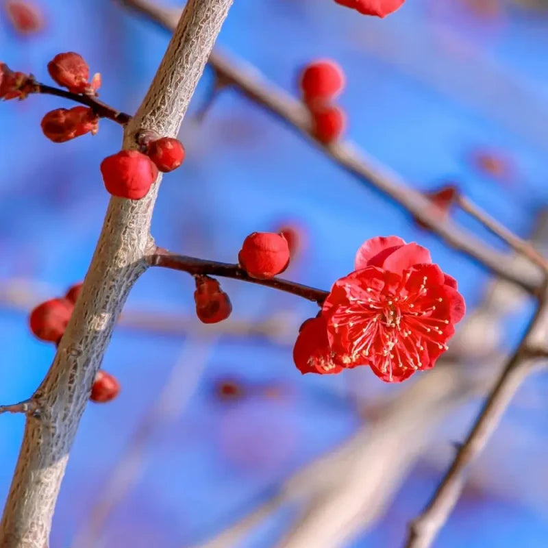 Red Wintersweet Seeds