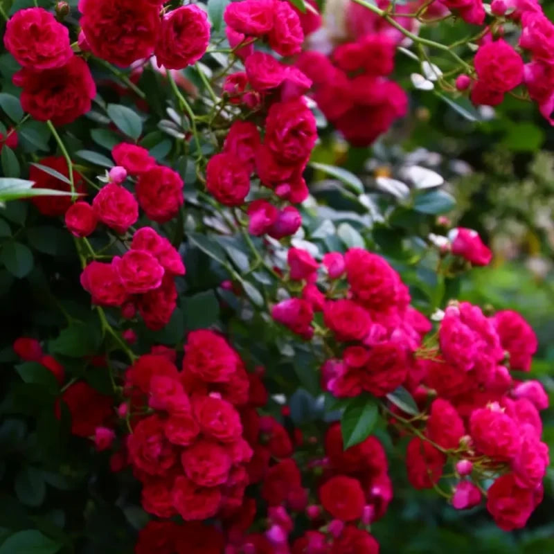 Red Lady Banks' Rose Seeds