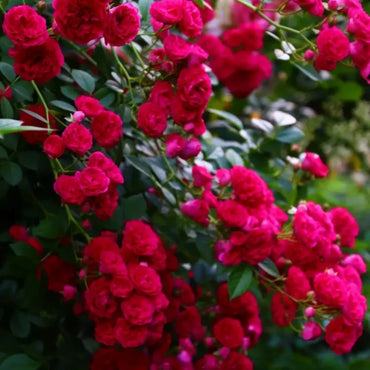 Red Lady Banks' Rose Seeds