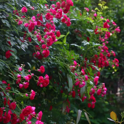Red Lady Banks' Rose Seeds