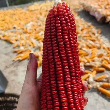 Red Waxy Sweet Corn Seeds