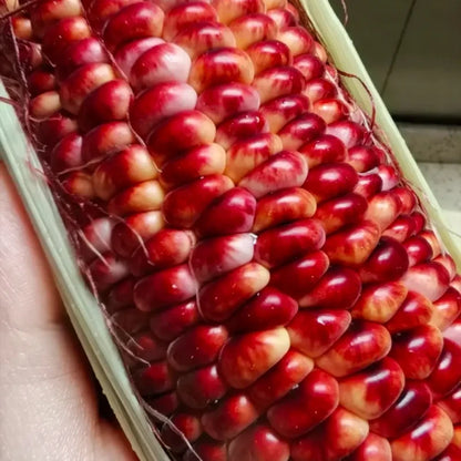 Red Waxy Sweet Corn Seeds