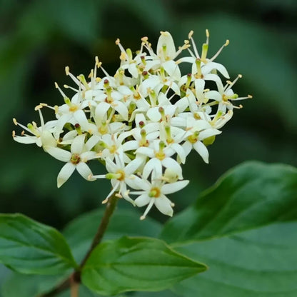 Red Twig Dogwood Seeds