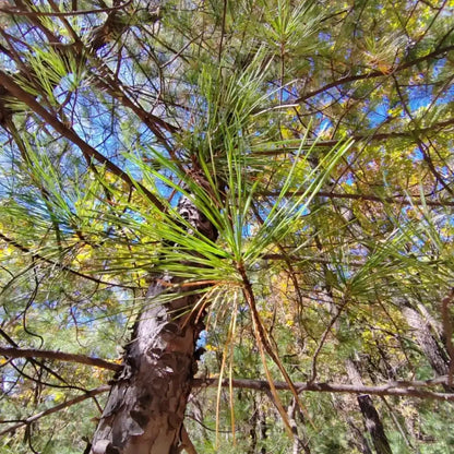Korean Pine Seeds