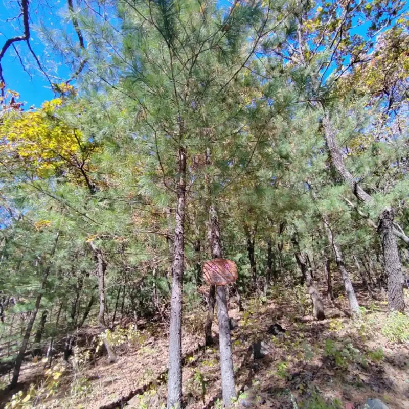 Korean Pine Seeds