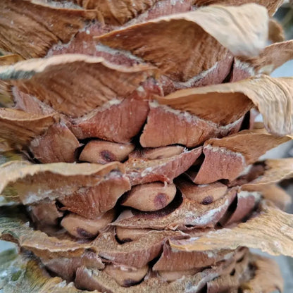 Korean Pine Seeds