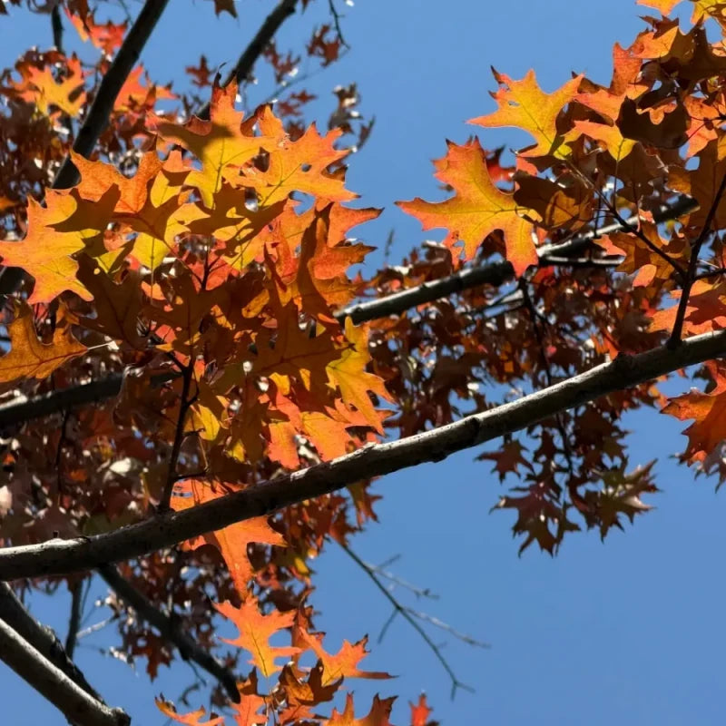 American Northern Red Oak Seeds