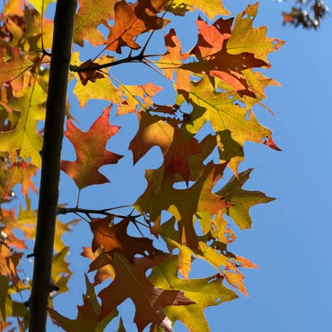 American Northern Red Oak Seeds