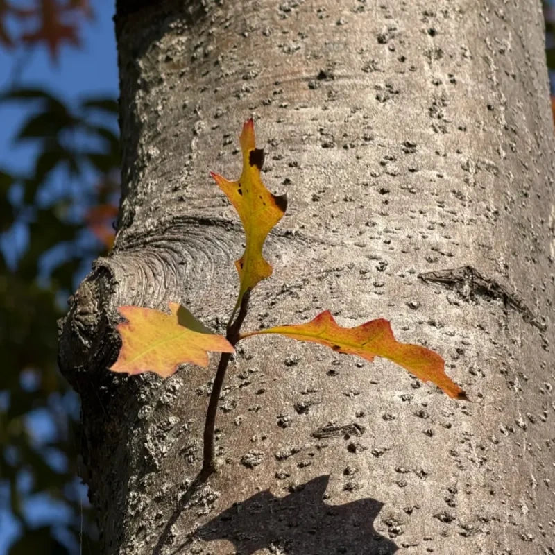 American Northern Red Oak Seeds