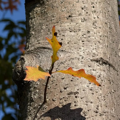 American Northern Red Oak Seeds