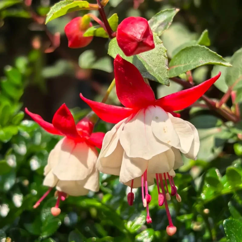 Red and White Fuchsia Seeds