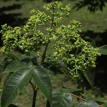 Cornelian Cherry Seeds