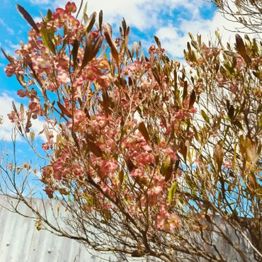 Hopbush Seeds - Verdseeds