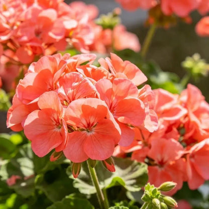 Horizon series Coral Geranium Seeds - Verdseeds
