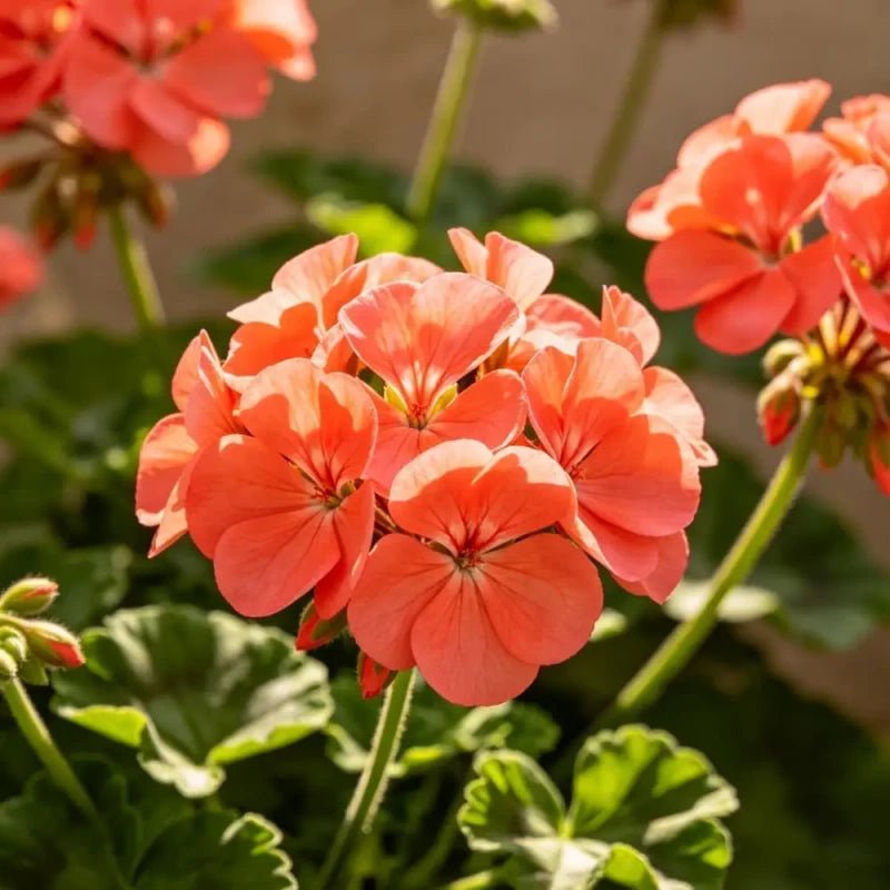 Horizon series Coral Geranium Seeds - Verdseeds