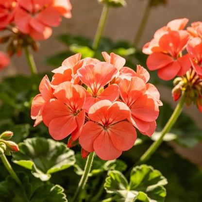 Horizon series Coral Geranium Seeds - Verdseeds