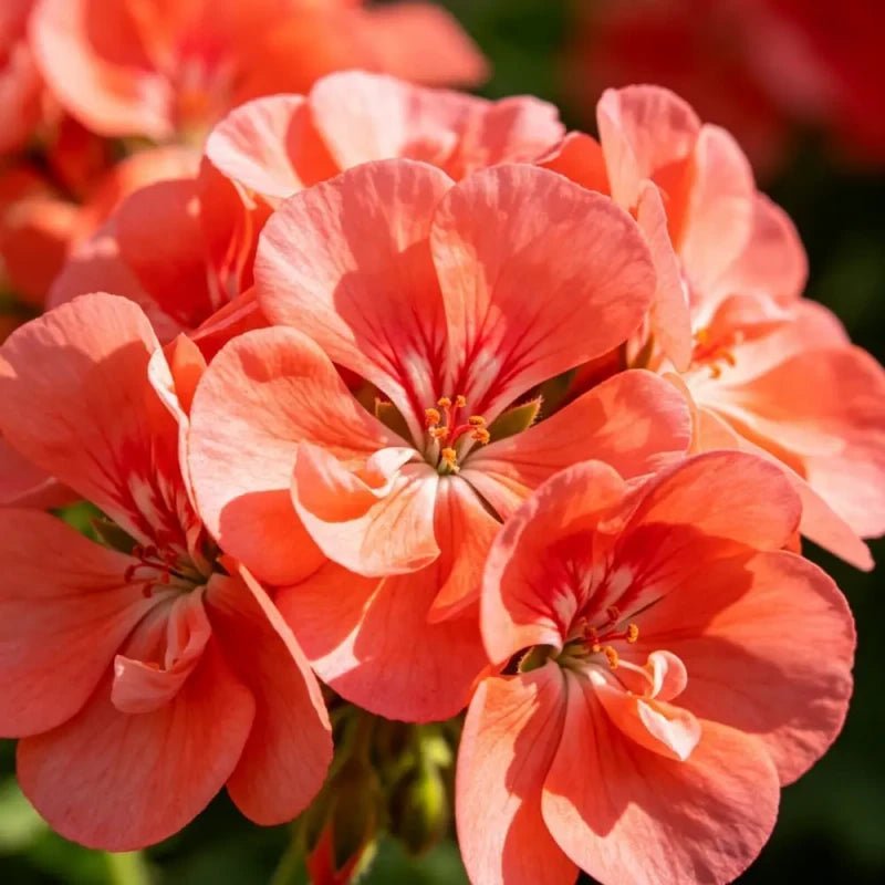 Horizon series Coral Geranium Seeds - Verdseeds