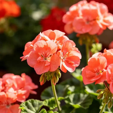 Horizon series Coral Geranium Seeds - Verdseeds